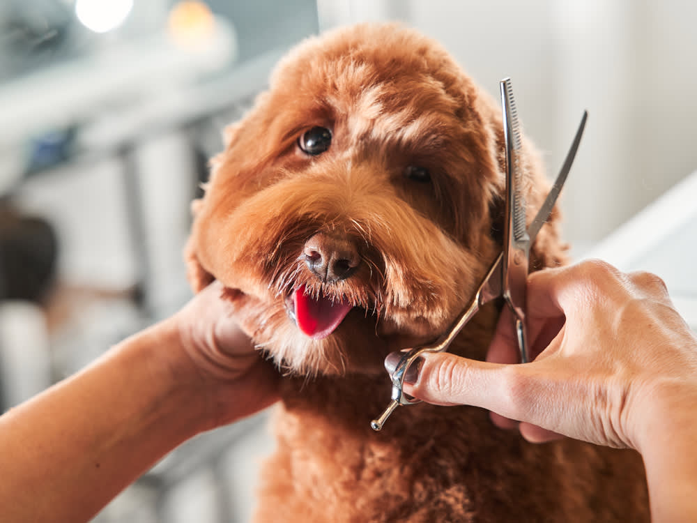 Are Goldendoodles High Maintenance?